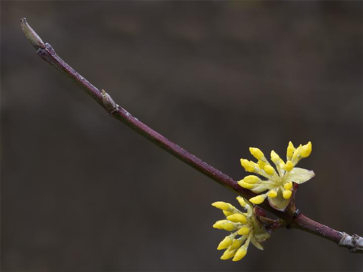 tutti e due gialli - Cornus mas e Oxalis sp.